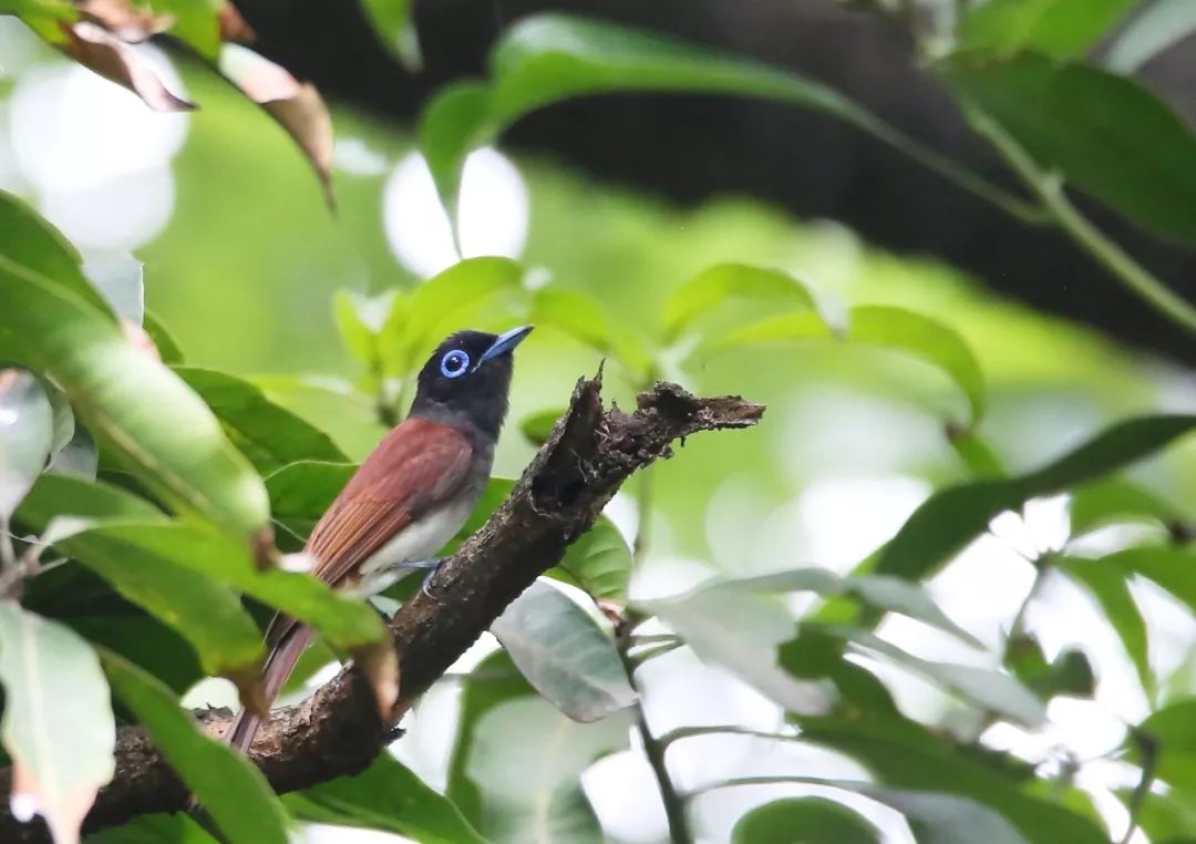 birdWatching