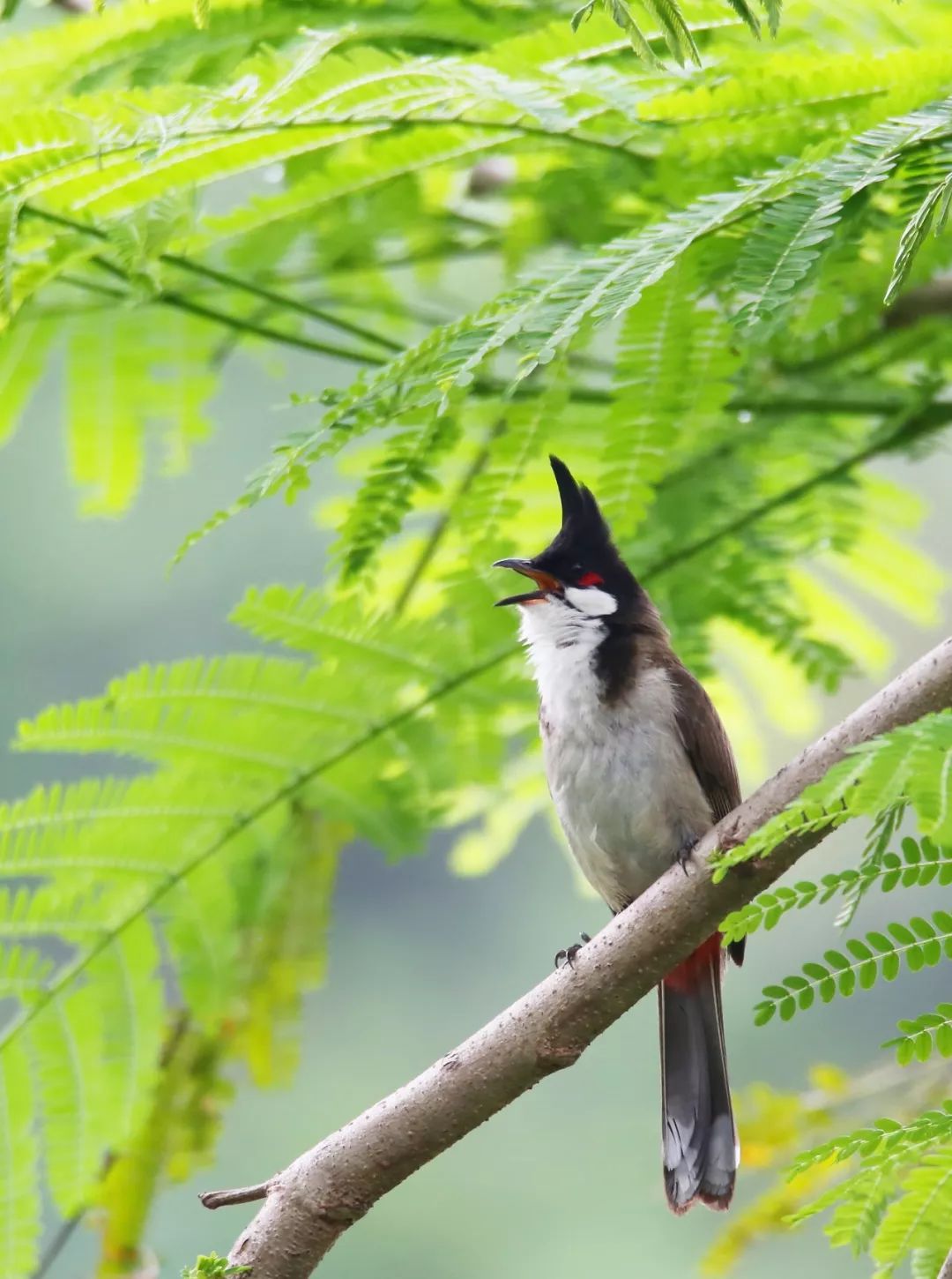 birdWatching