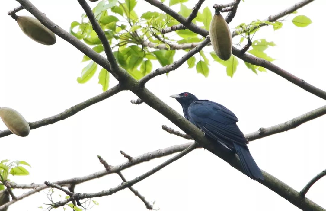 birdWatching