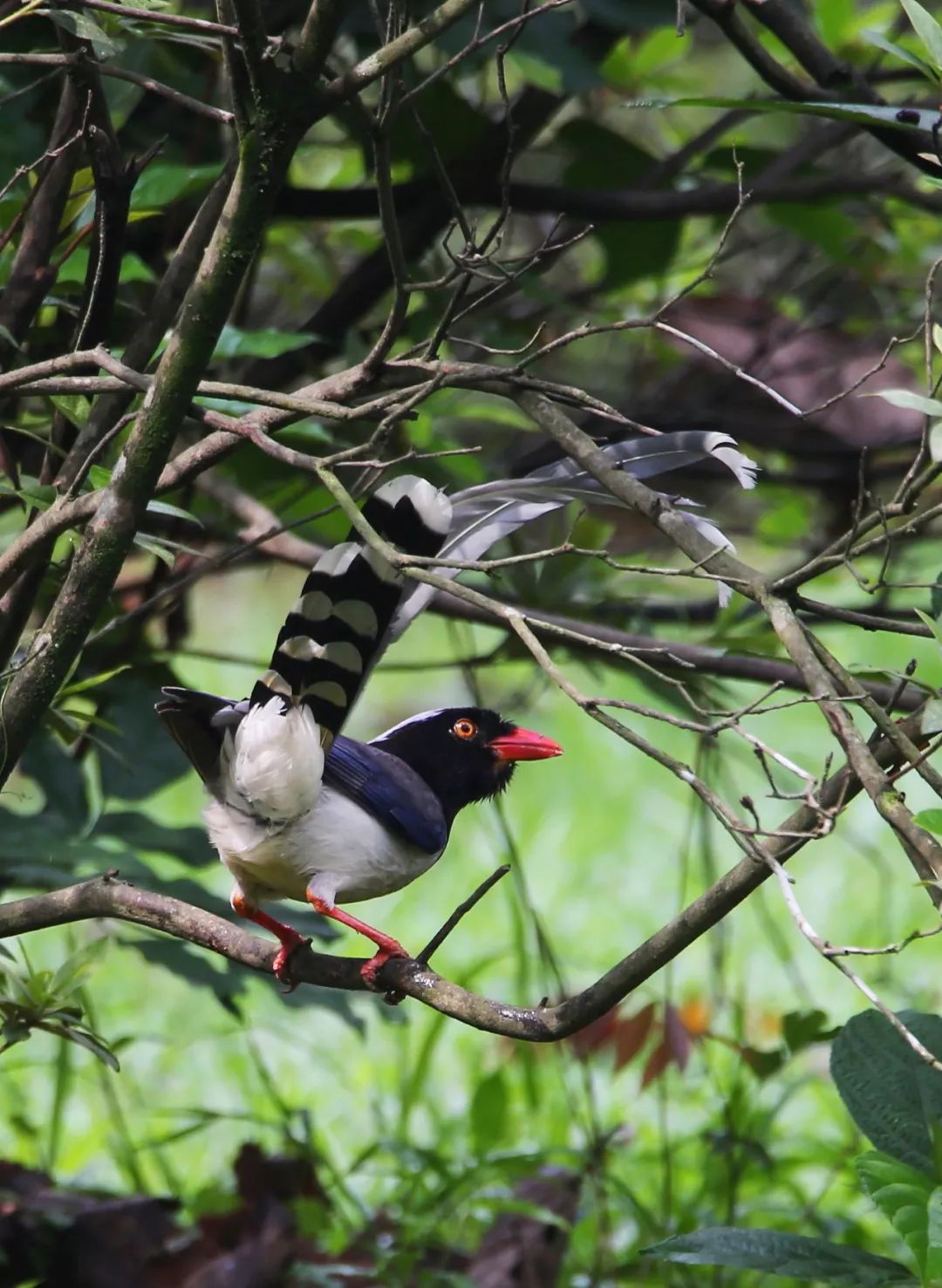 birdWatching