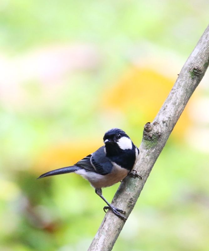 birdWatching