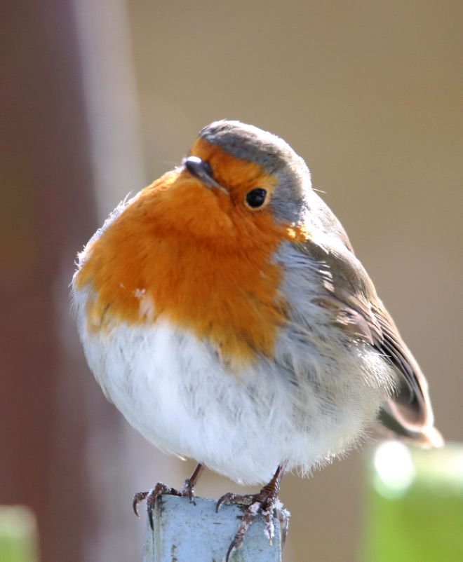 birdWatching