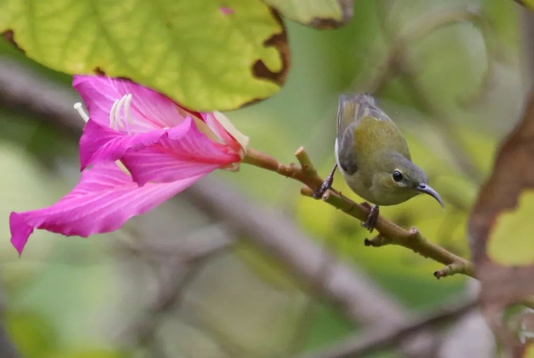 birdWatching