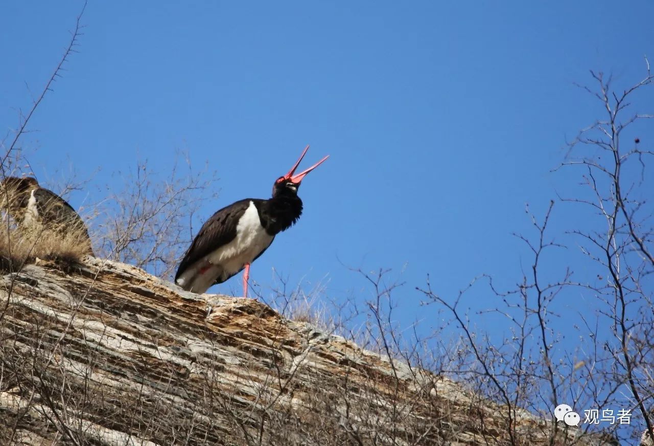birdWatching