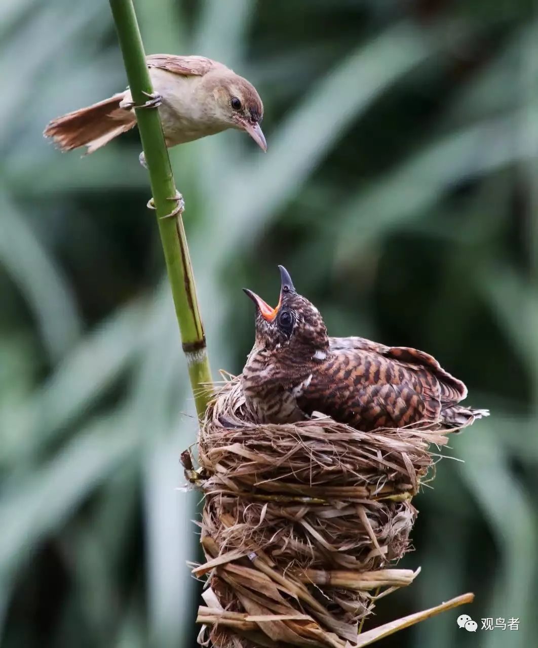 birdWatching