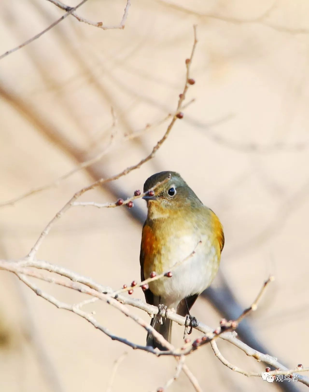 birdWatching