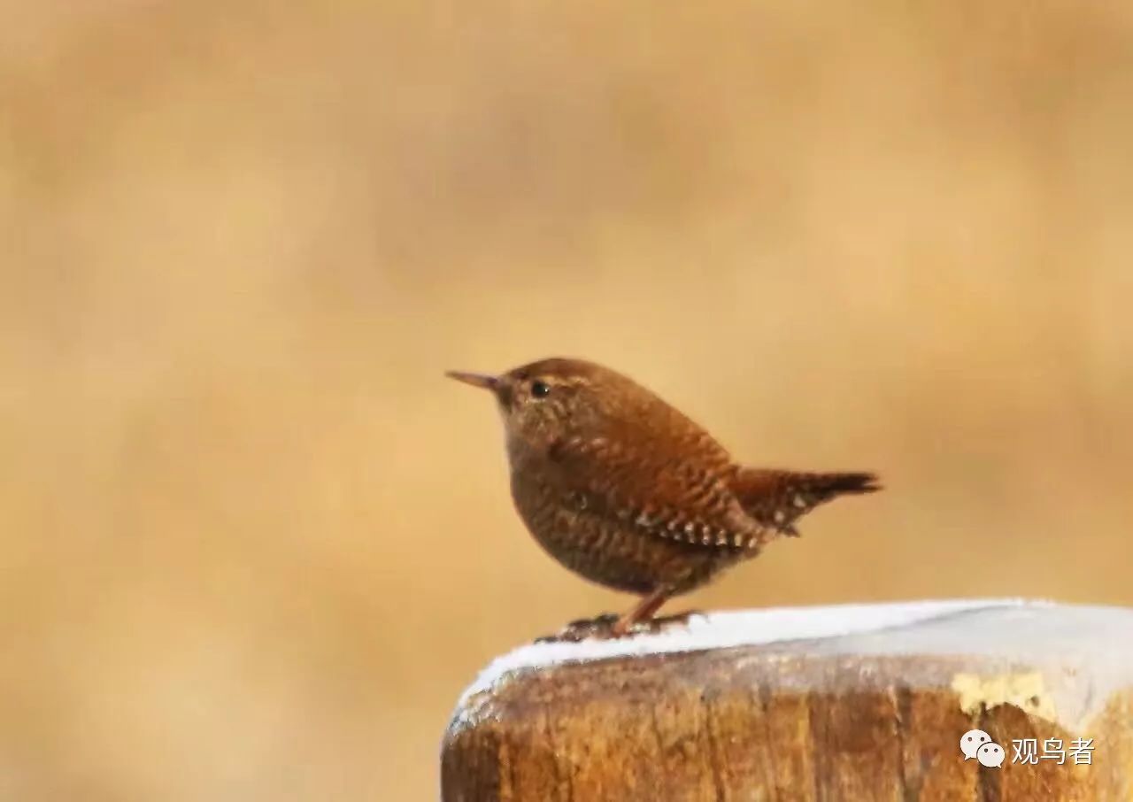 birdWatching