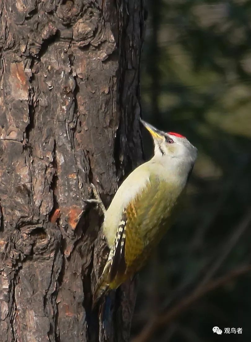 birdWatching