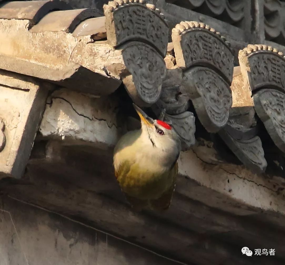 birdWatching