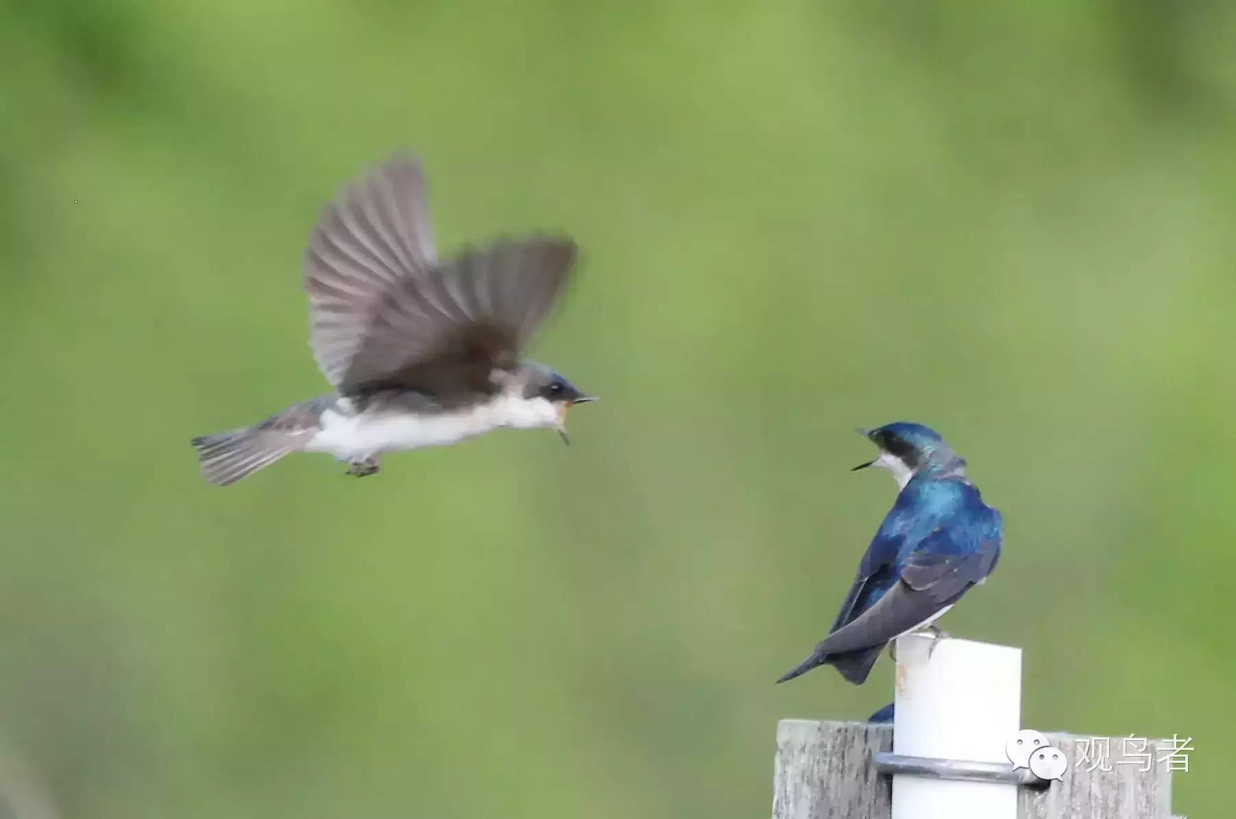 birdWatching
