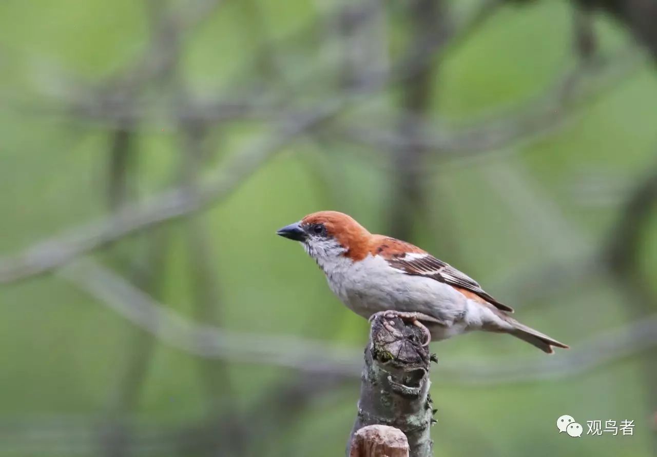 birdWatching