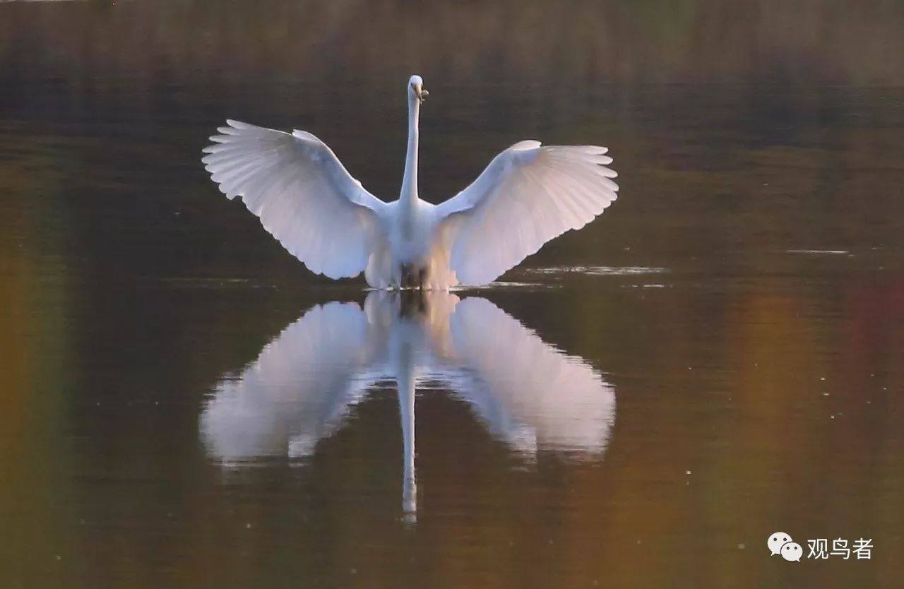 birdWatching