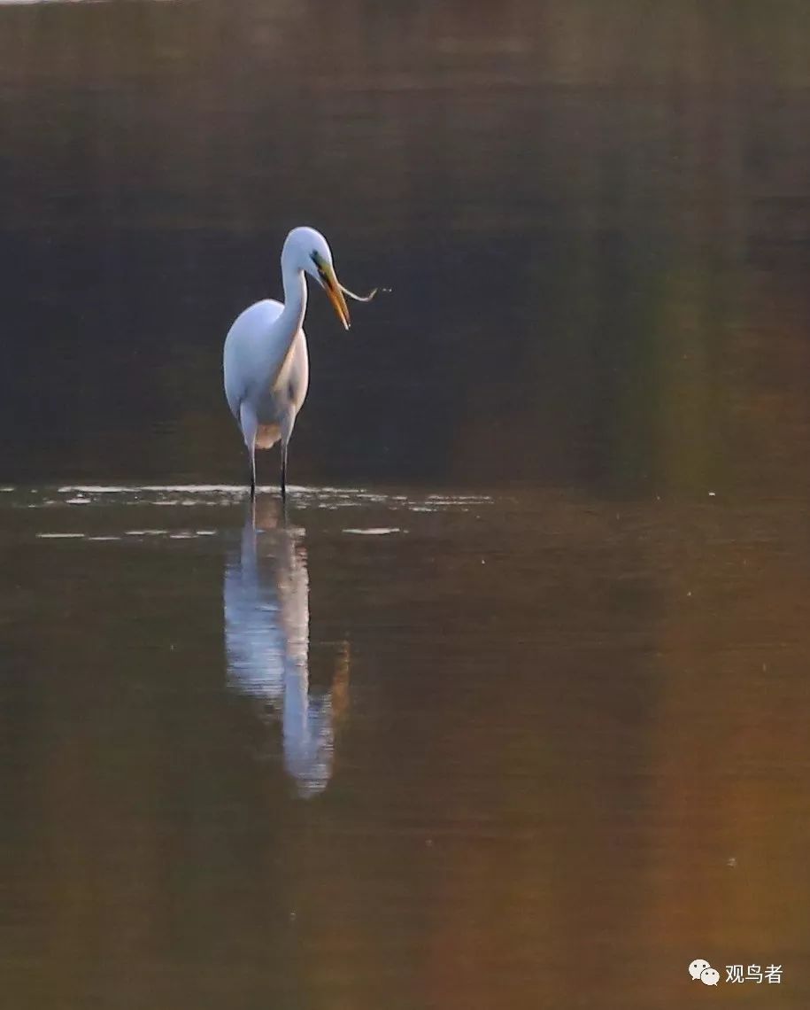 birdWatching