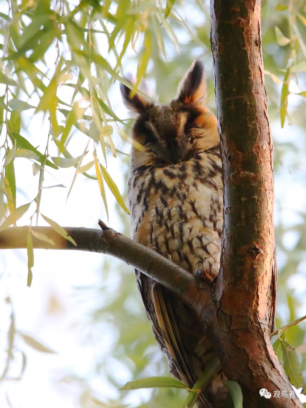 birdWatching