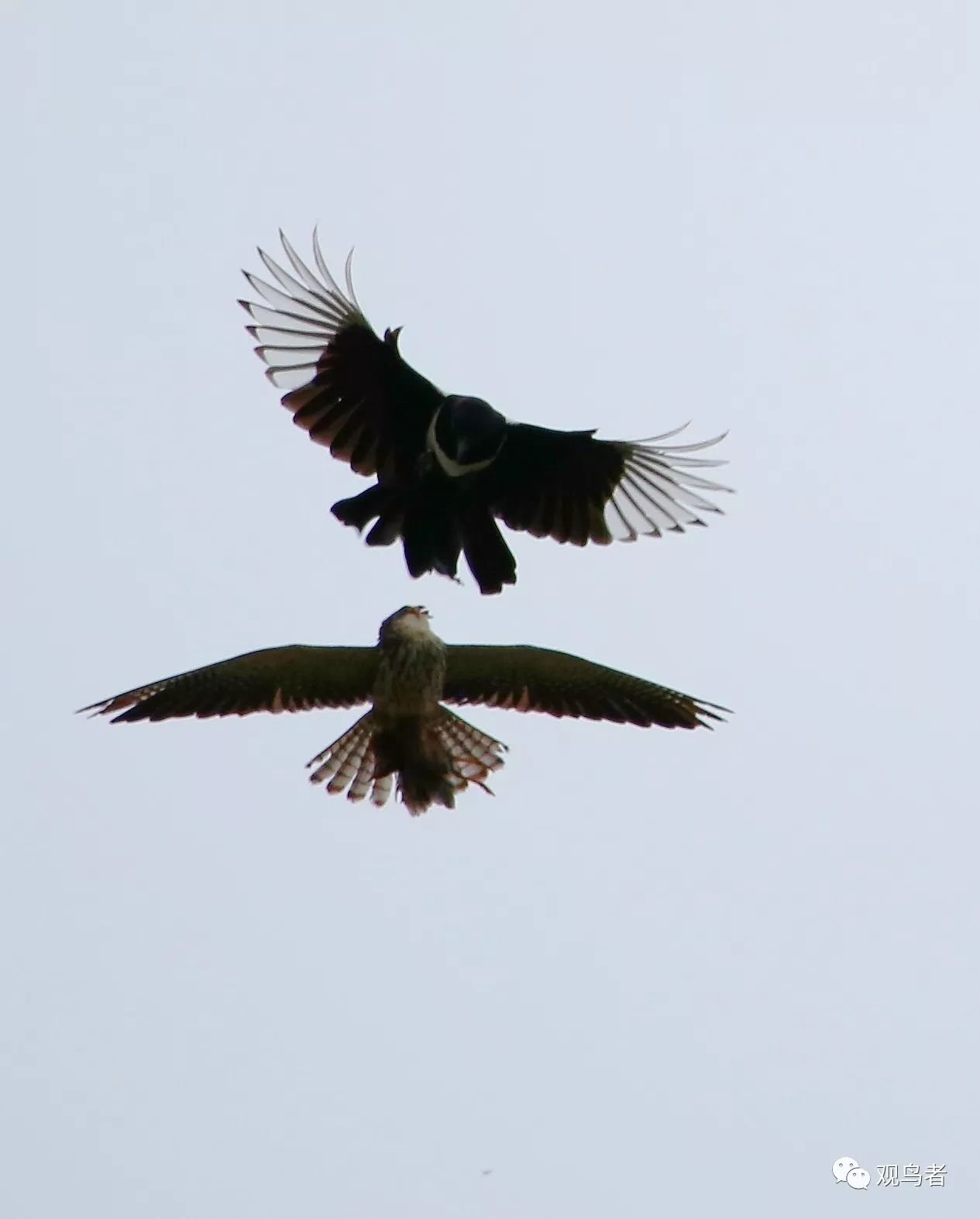birdWatching