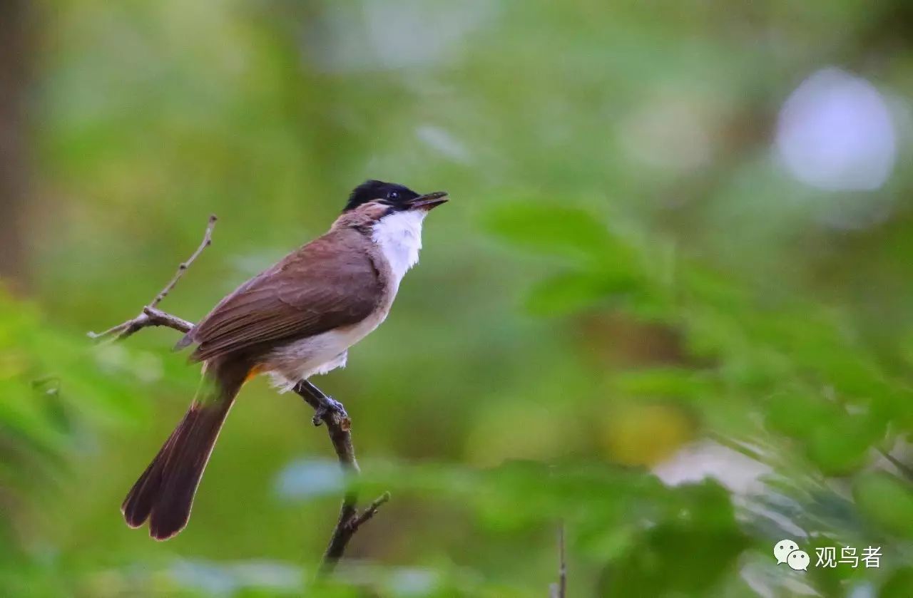 birdWatching