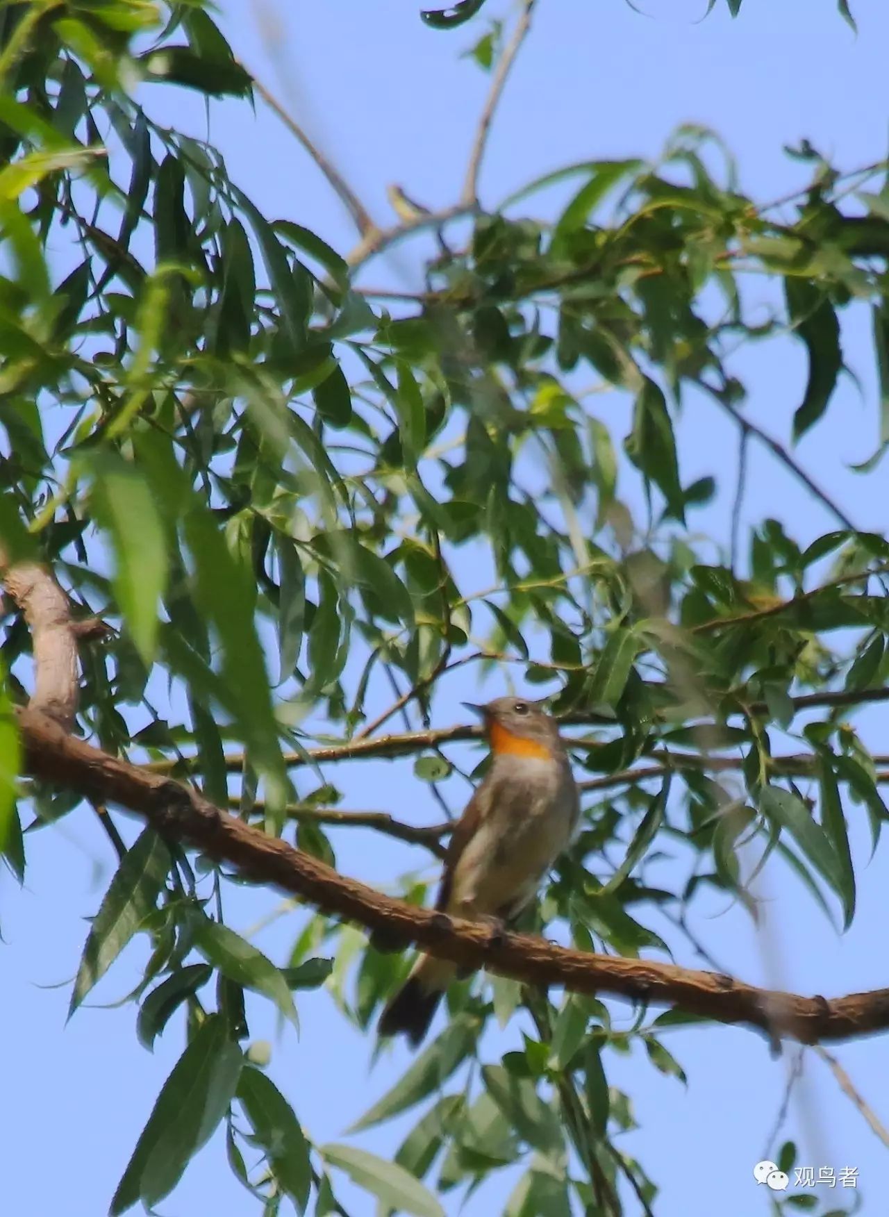 birdWatching