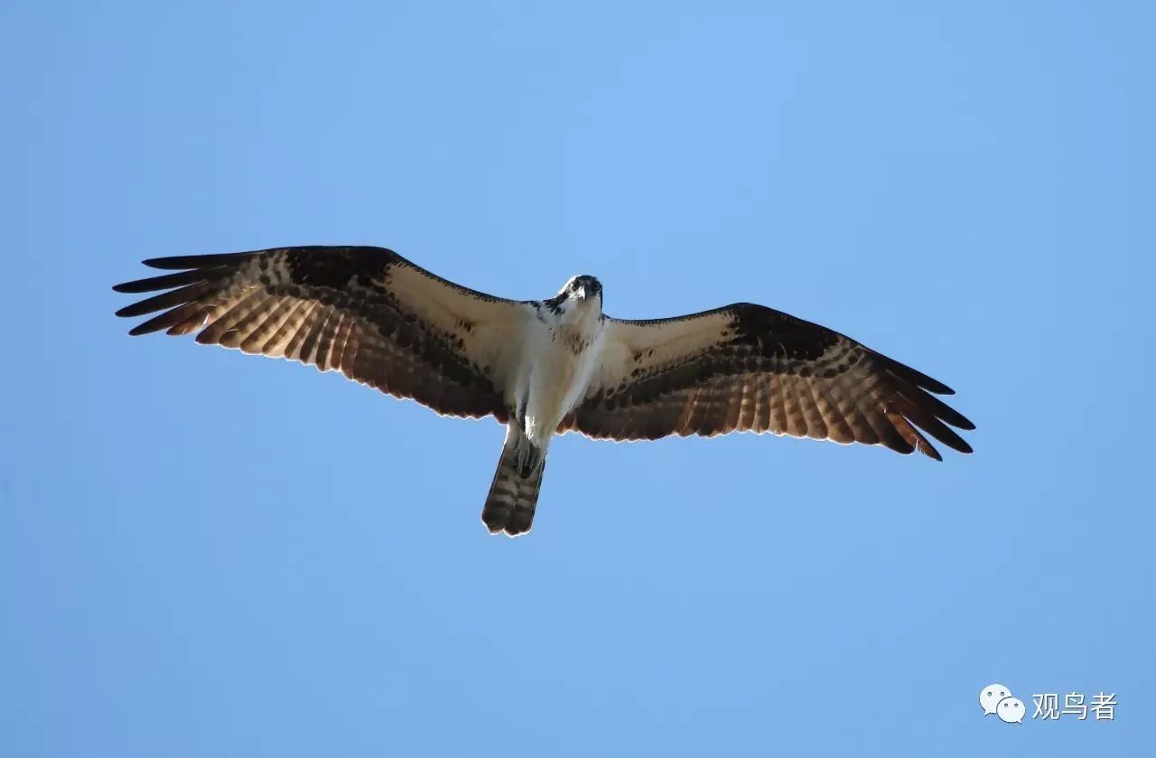 birdWatching
