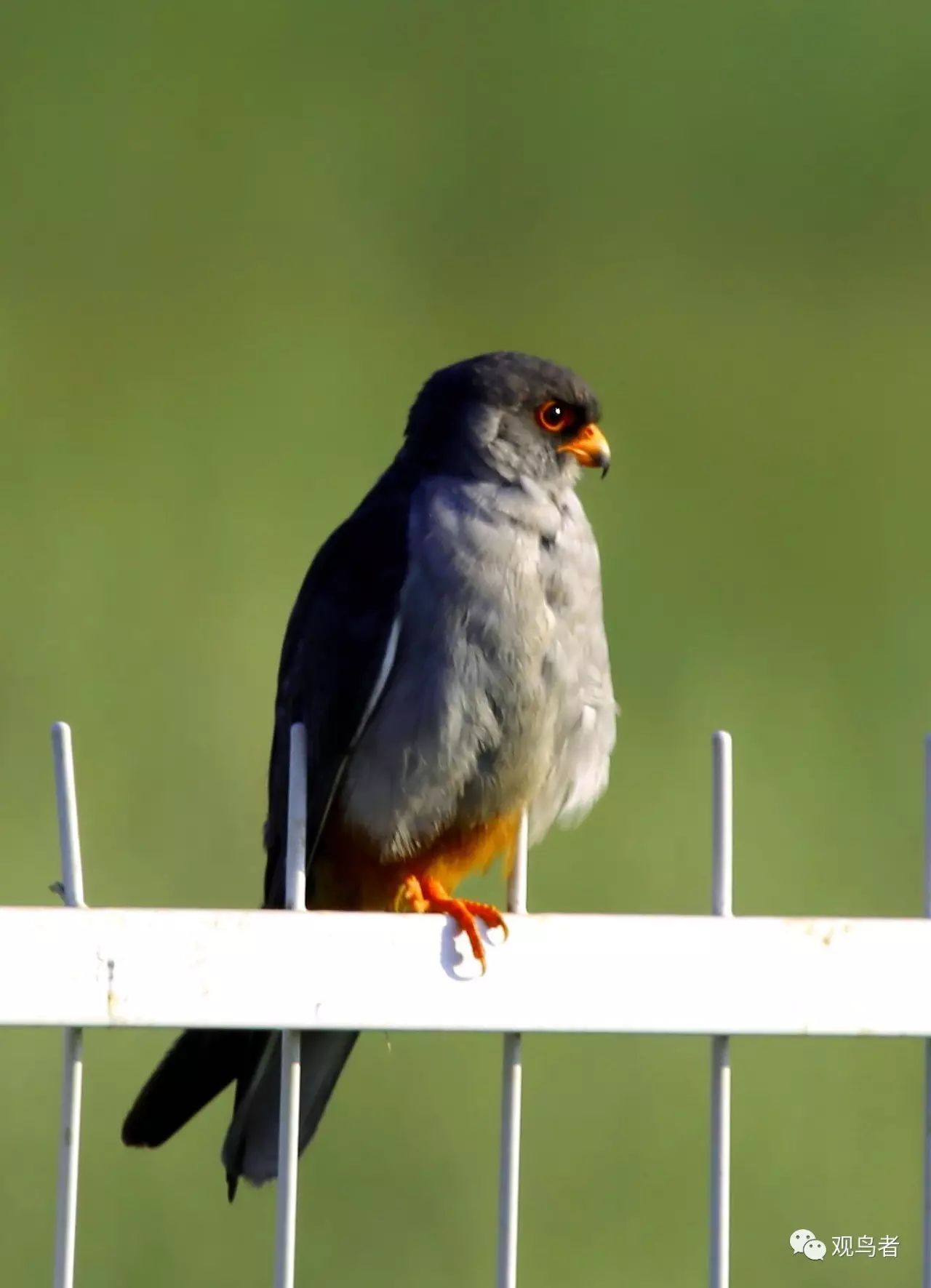 birdWatching