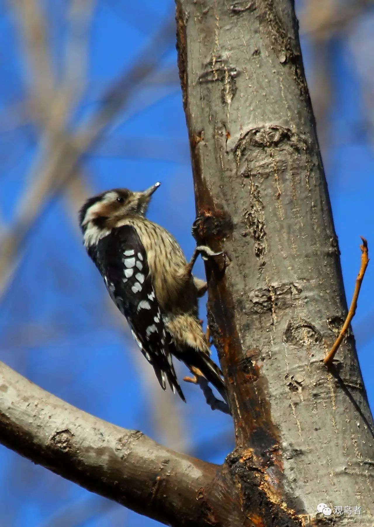 birdWatching