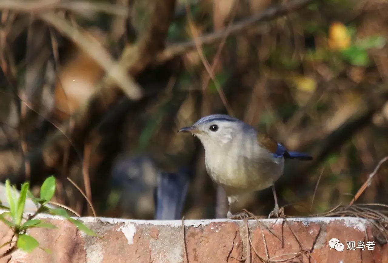 birdWatching