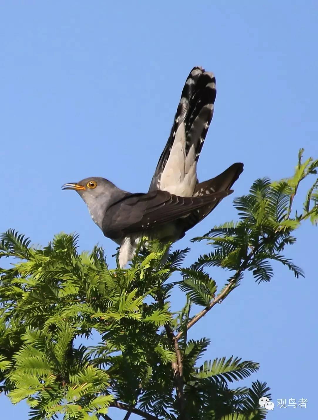 birdWatching