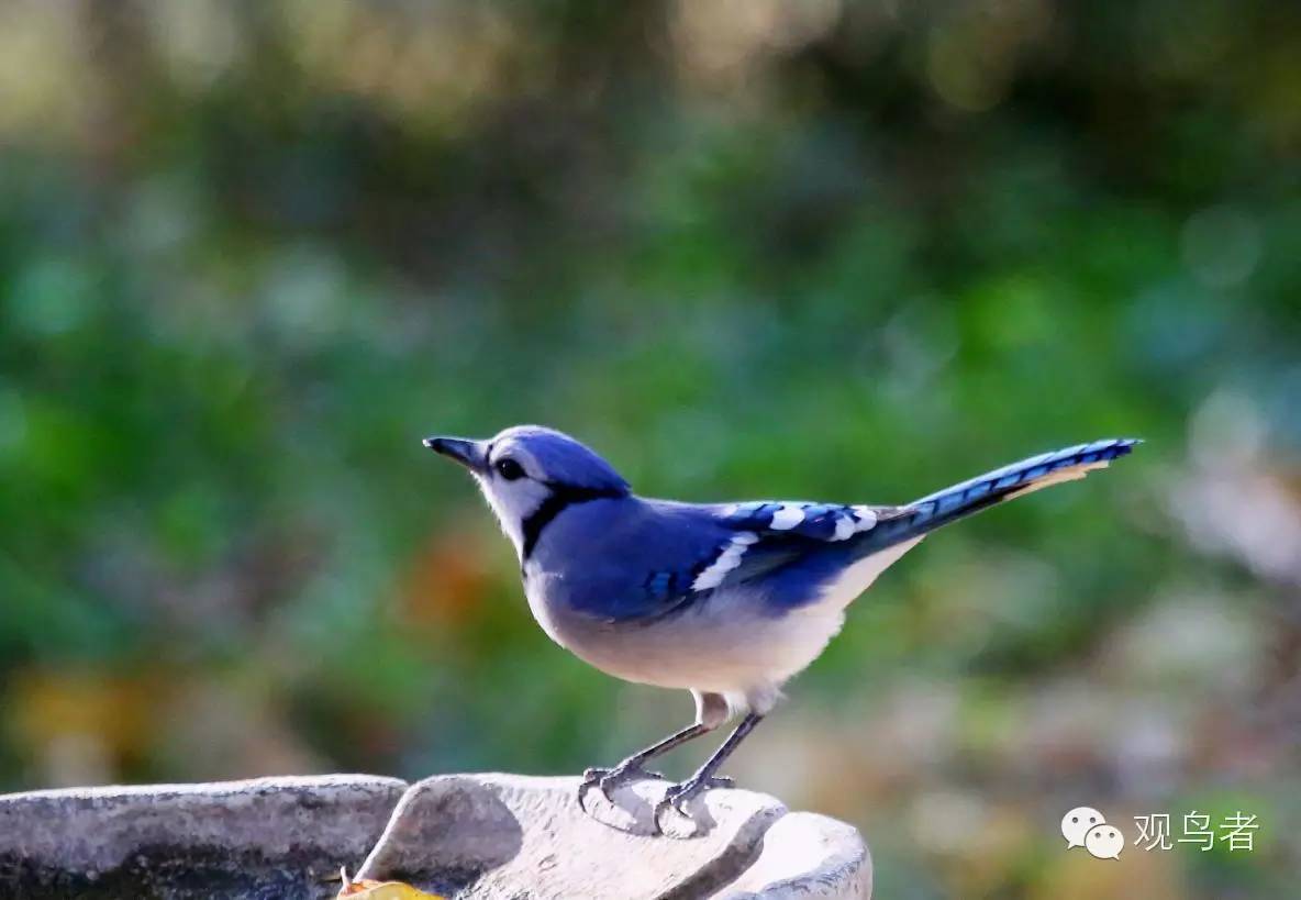 birdWatching