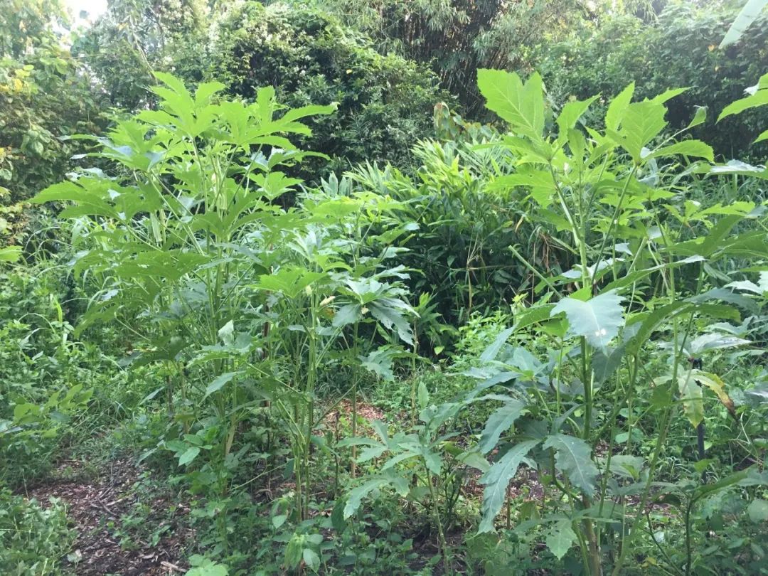 良食专栏 | 疫情下，我所亲历的美国食农体系危机和创新