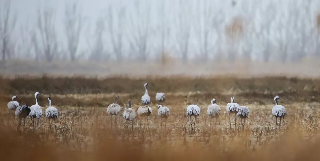 birdWatching