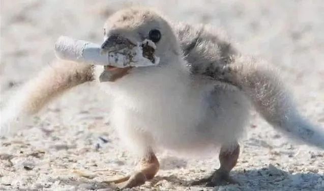 birdWatching