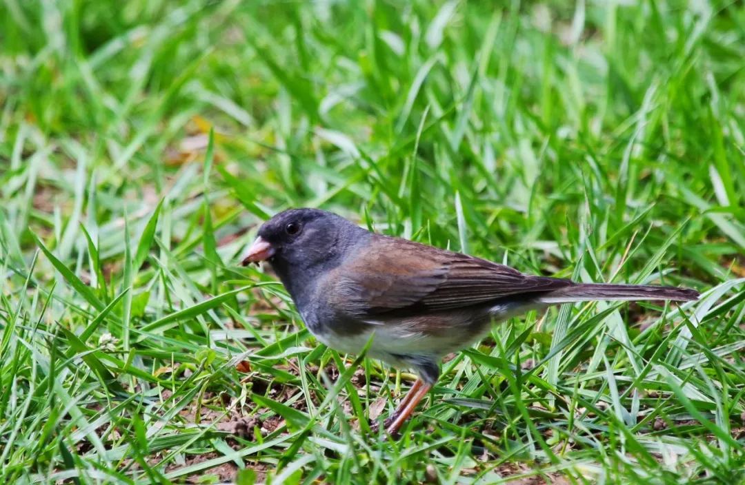 birdWatching