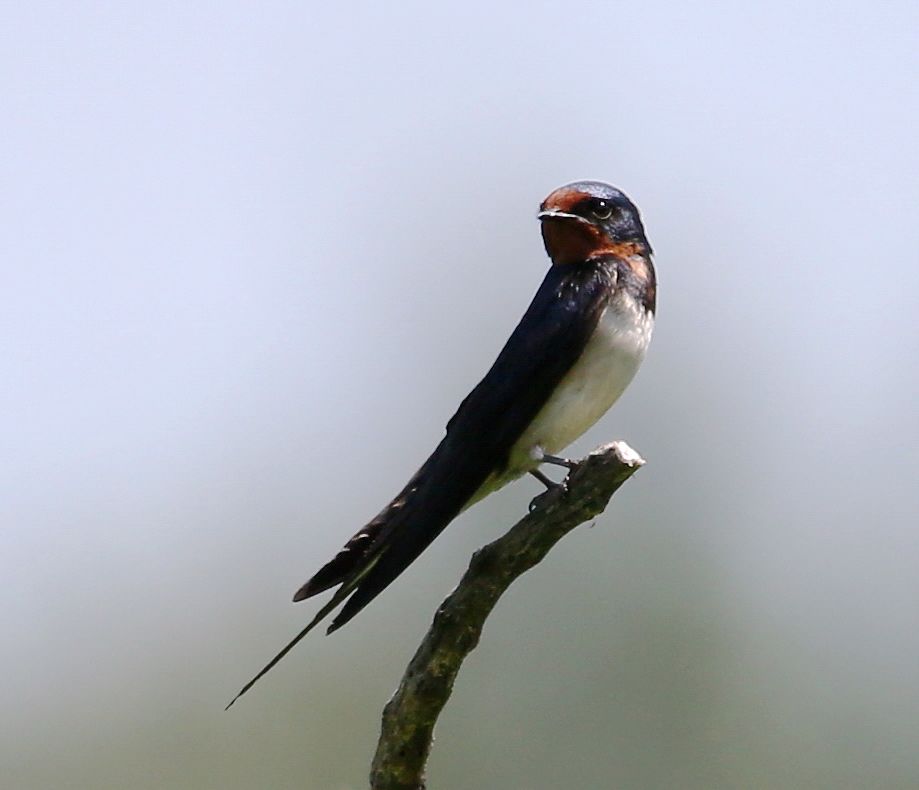 birdWatching