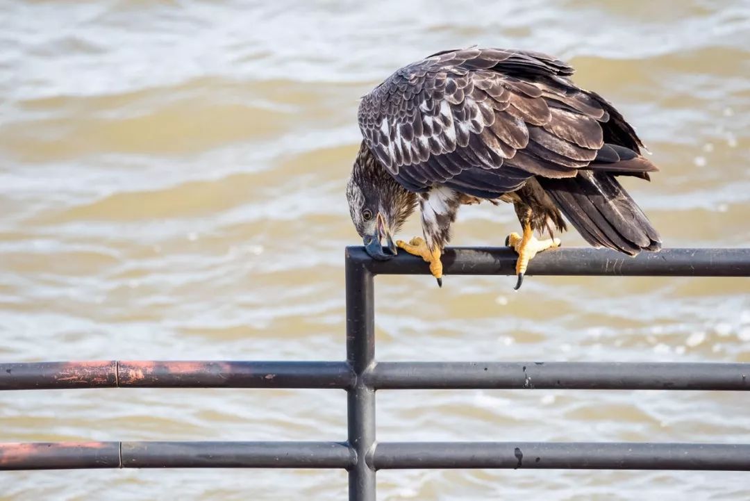 birdWatching