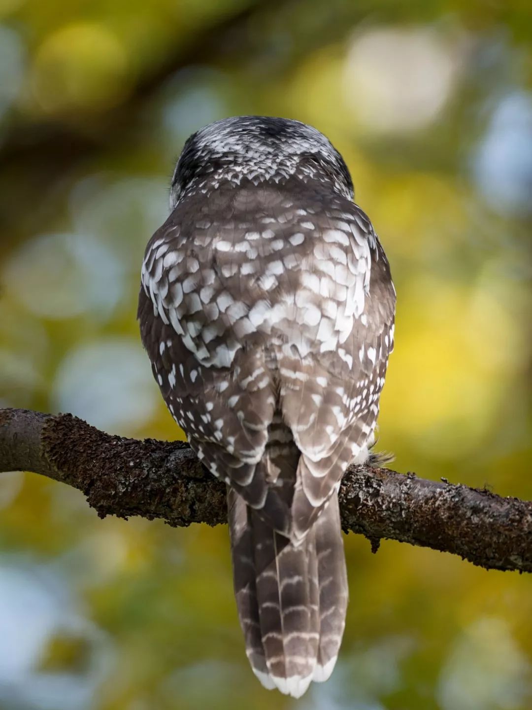 birdWatching
