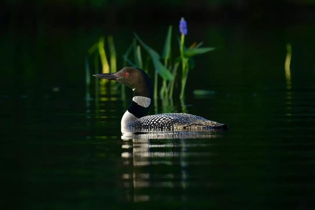 birdWatching