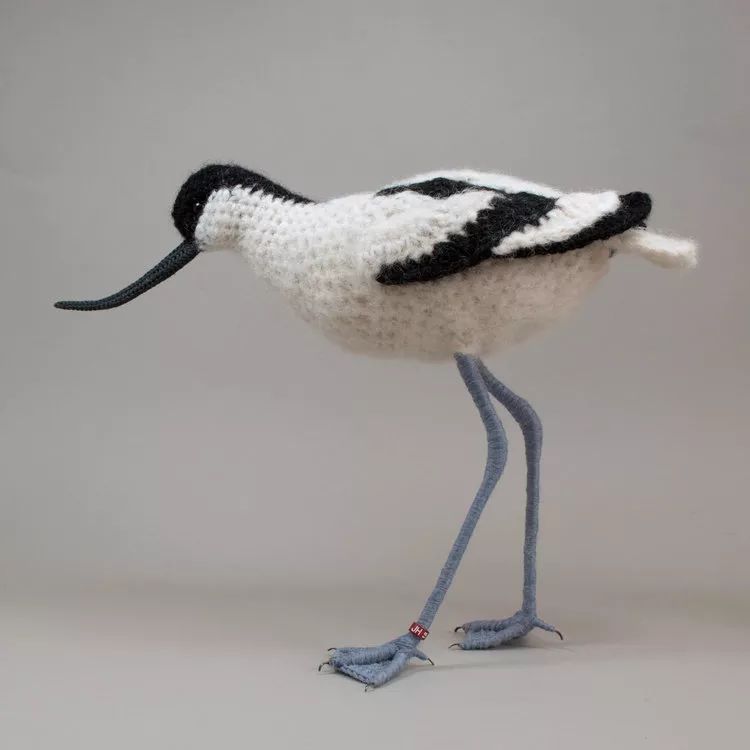 birdWatching
