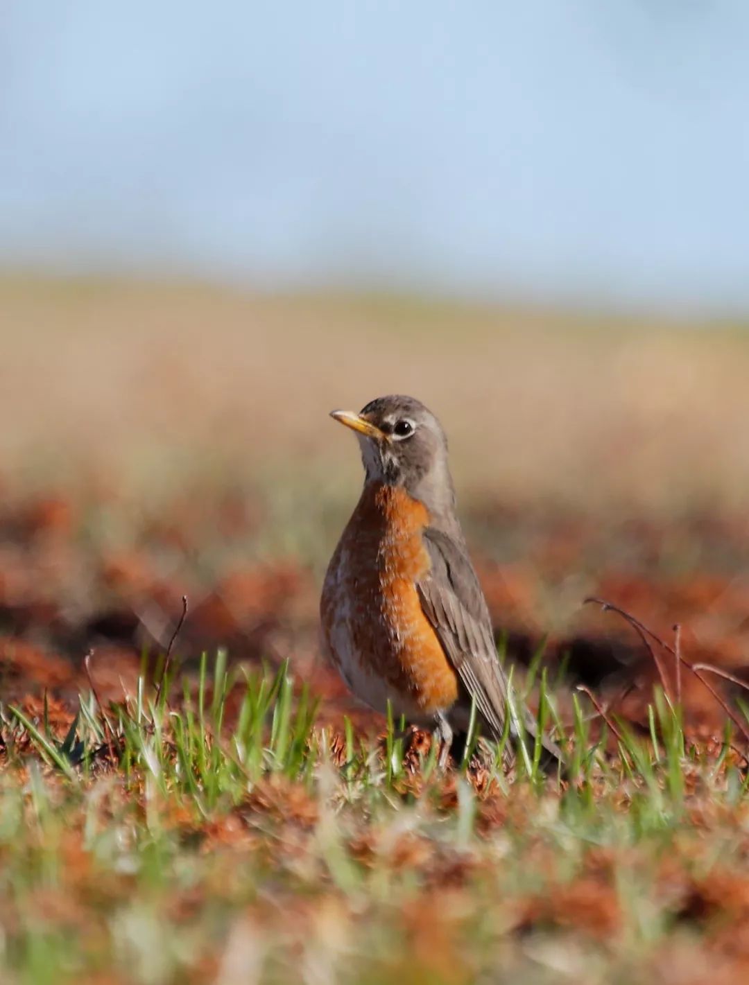 birdWatching