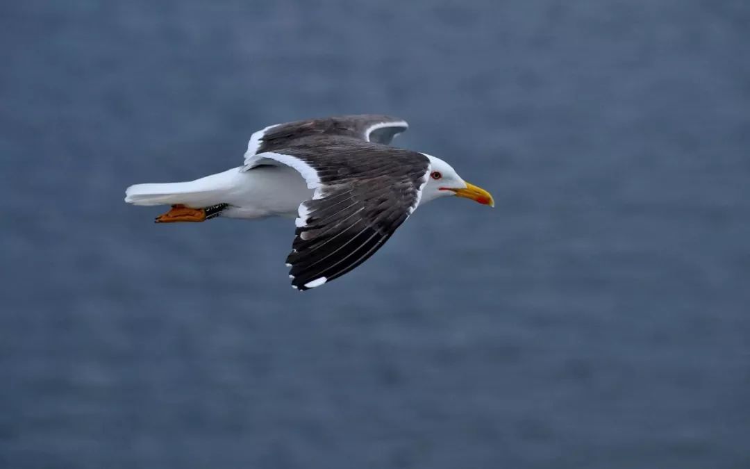 birdWatching