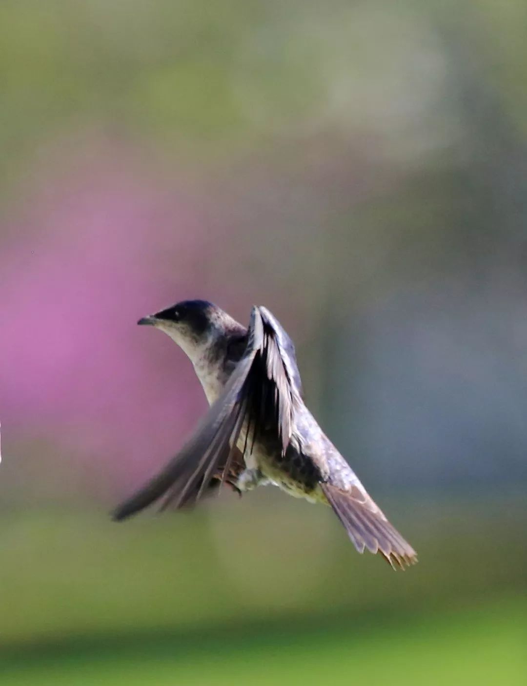birdWatching