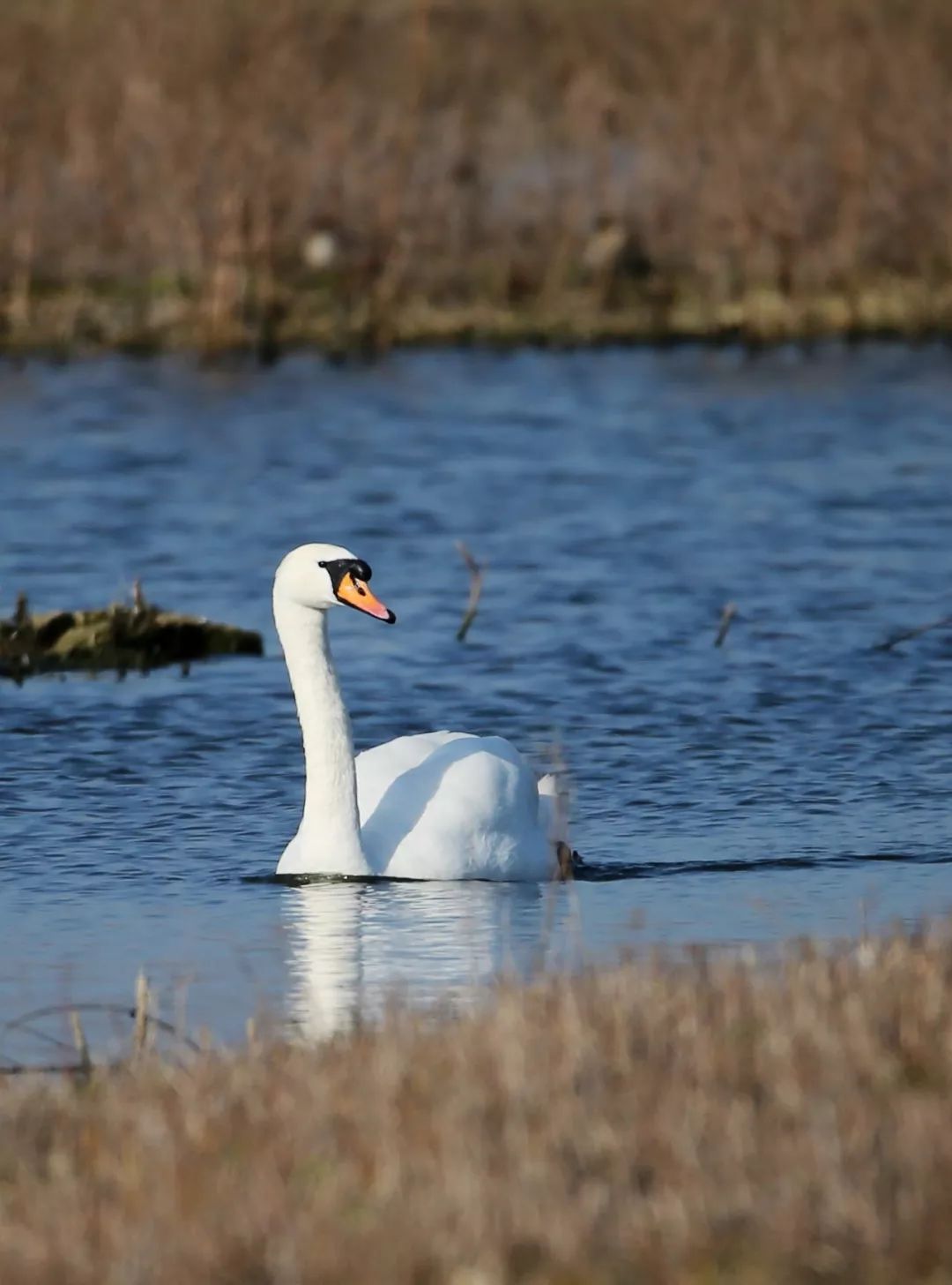 birdWatching