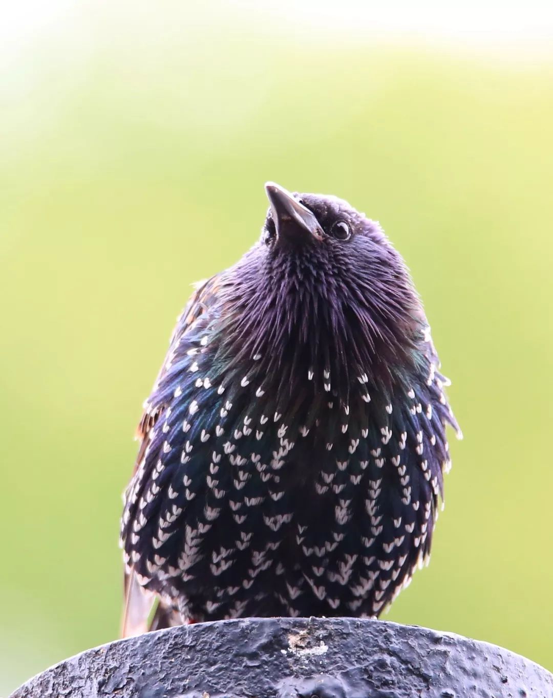 birdWatching