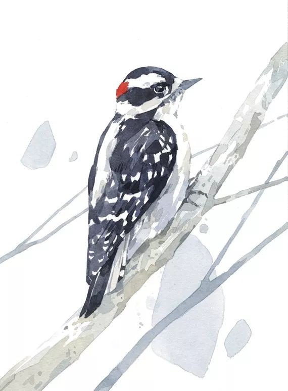 birdWatching