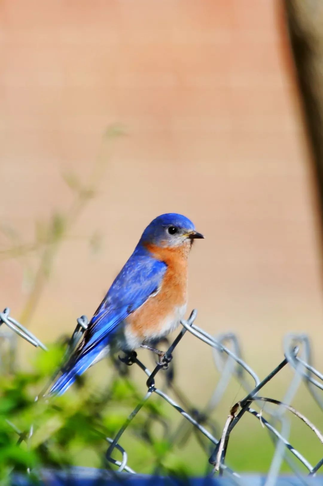 birdWatching
