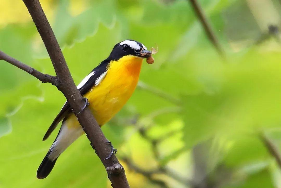 birdWatching