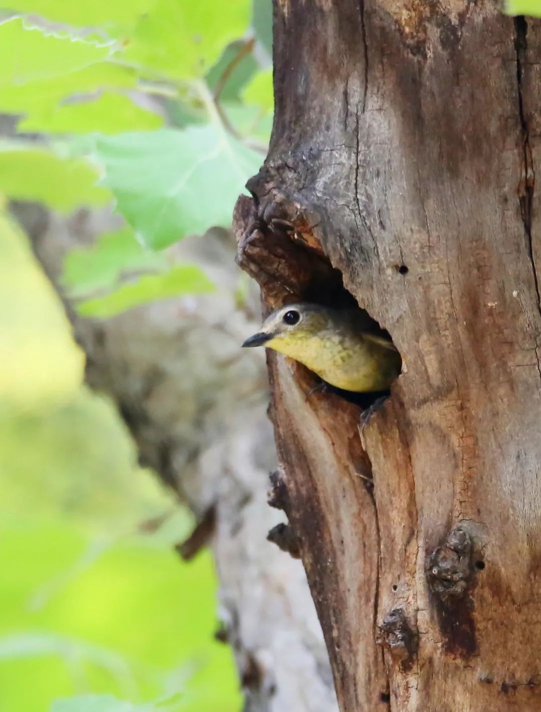 birdWatching