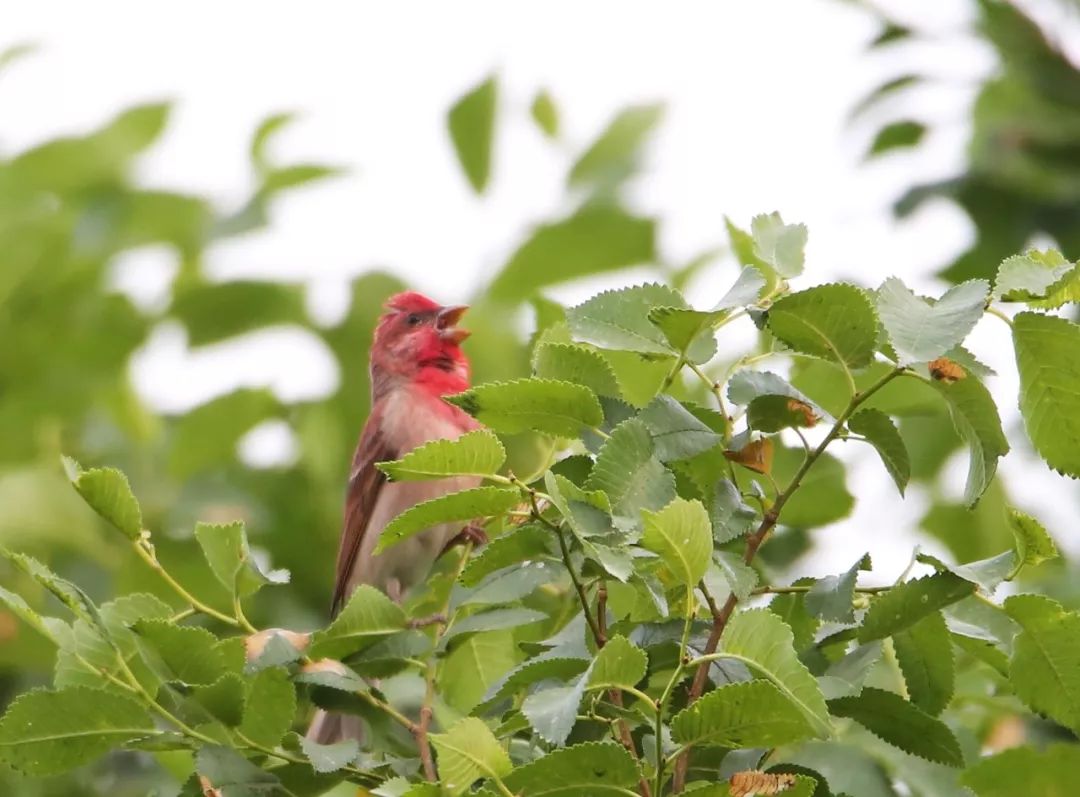 birdWatching