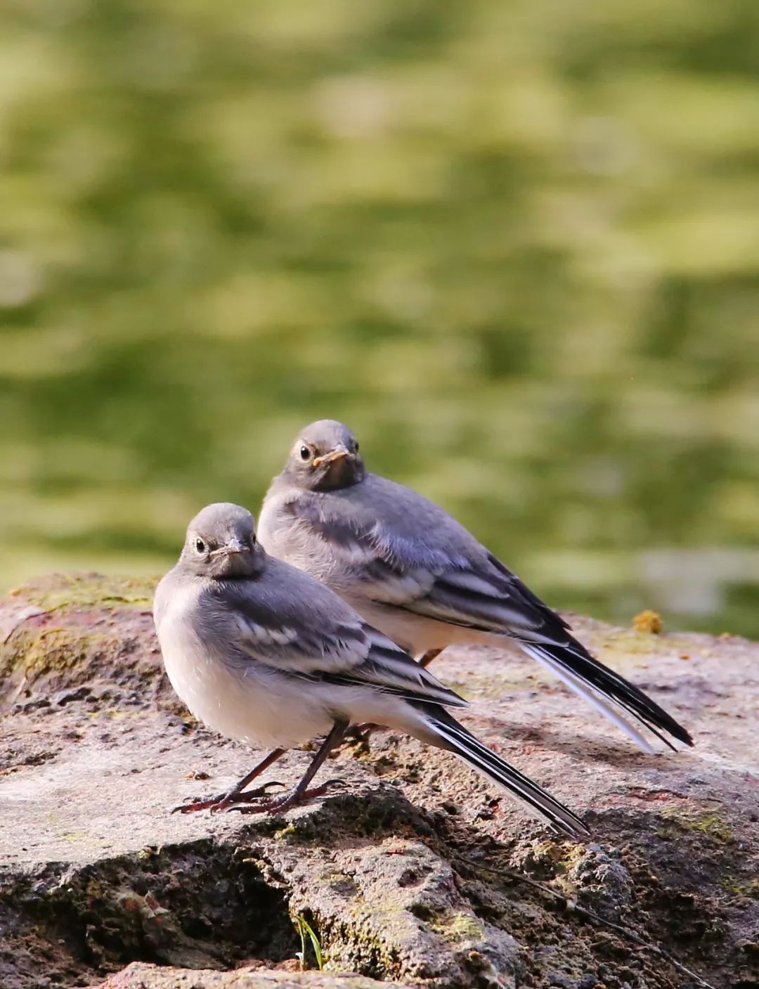 birdWatching