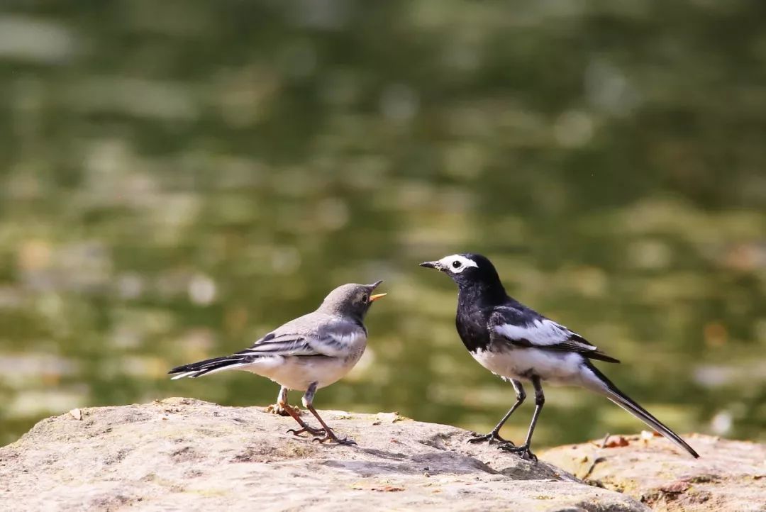 birdWatching