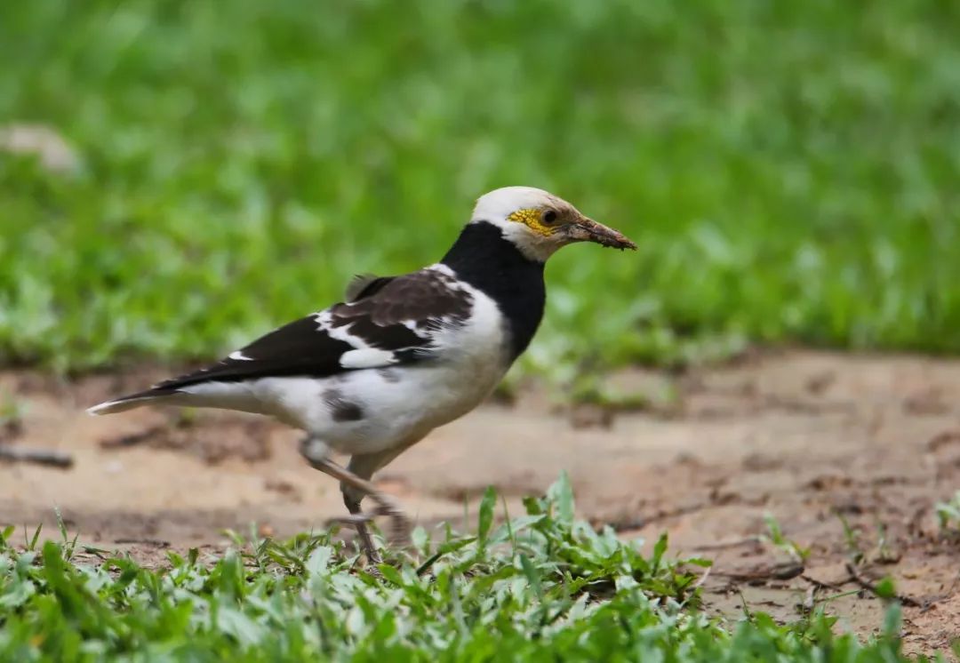 birdWatching