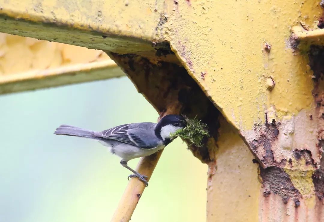 birdWatching